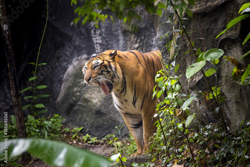 Fototapeta Naklejka Na Ścianę i Meble -  Bengal Tiger sleeps clean
