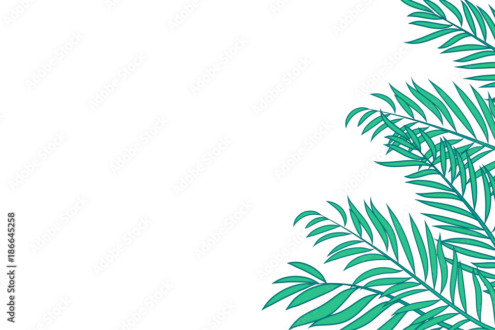 Green palm tree leaves isolated on white background with space for text.