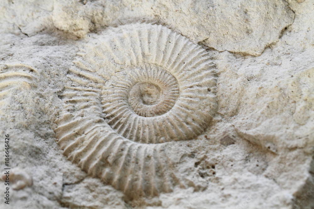 ammonites fossil texture ammonites fossil texture