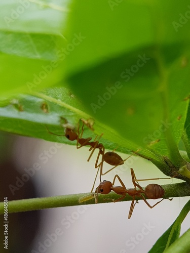 Two ants collect food for winter seasons on the green leaf