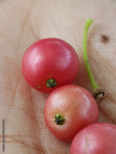 Red berry on your hand with rounded form and sweet taste 