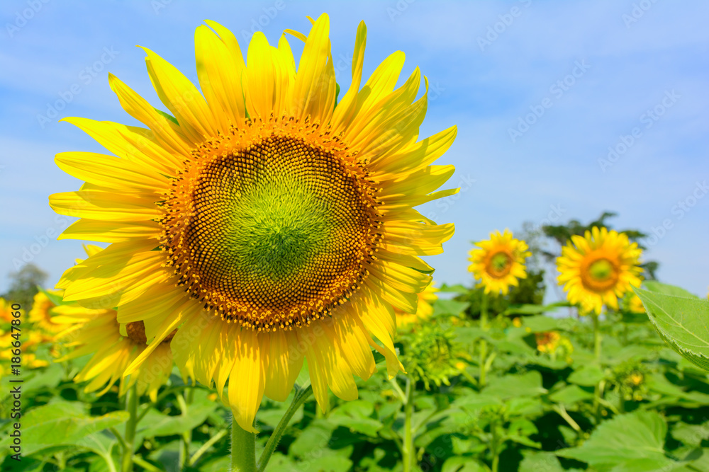 Sun flower at flower farm in Thailand. Agriculture flower farm in Thailand. Nature flower background Sun flower at flower farm in Thailand. Agriculture flower farm in Thailand. Nature flower background