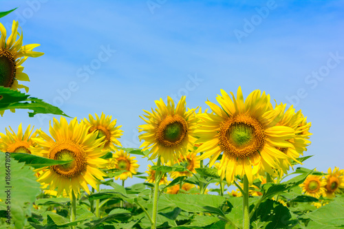 Sun flower at flower farm in Thailand. Agriculture flower farm in Thailand. Nature flower background