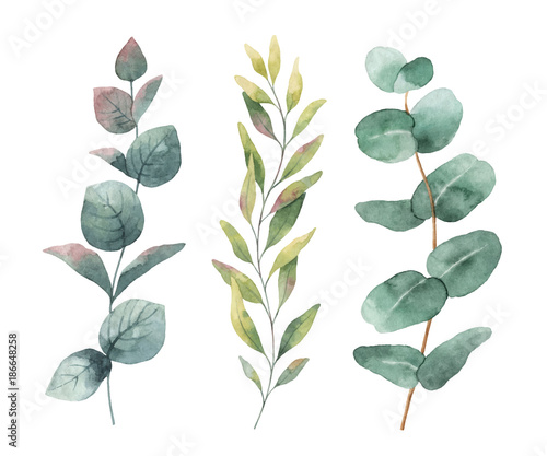 Watercolor hand painted vector set with eucalyptus leaves and branches.