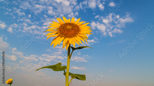 Sunflower plant in summer  on a bright sunny day