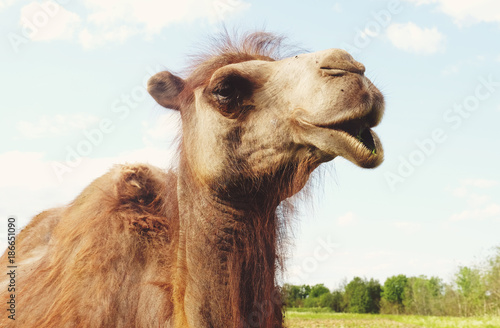 Camel on green grass, summer  