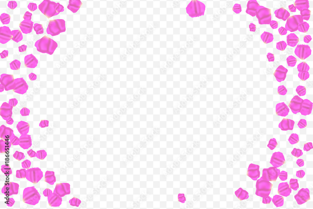 Frame of flying random, chaotic, pink, lilac, petals on transparent background.