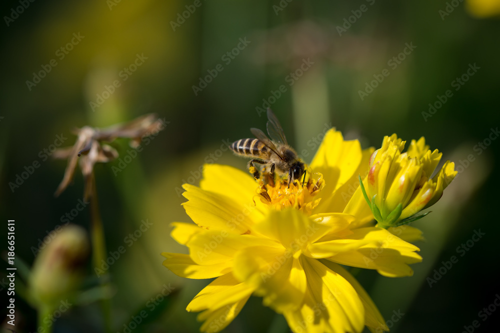 close up macro yellow flower with bee close up macro yellow flower with bee