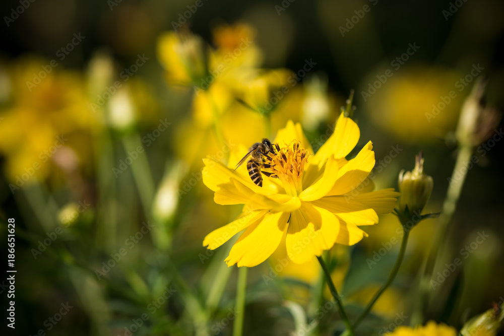 close up macro yellow flower with bee close up macro yellow flower with bee