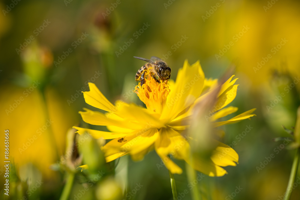close up macro yellow flower with bee close up macro yellow flower with bee