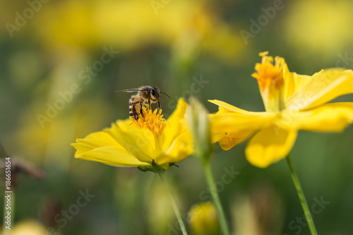 close up macro yellow flower with bee