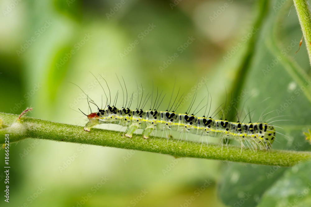 Image of Hairy caterpillar (Eupterote testacea) on green branches. Insect Animal Image of Hairy caterpillar (Eupterote testacea) on green branches. Insect Animal