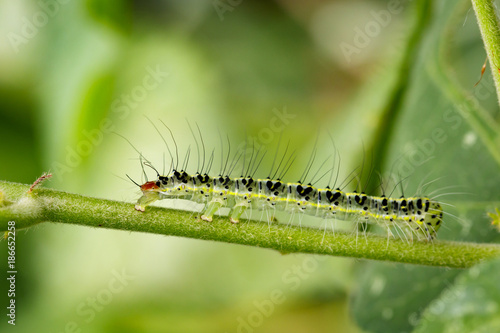 Image of Hairy caterpillar (Eupterote testacea) on green branches. Insect Animal © yod67