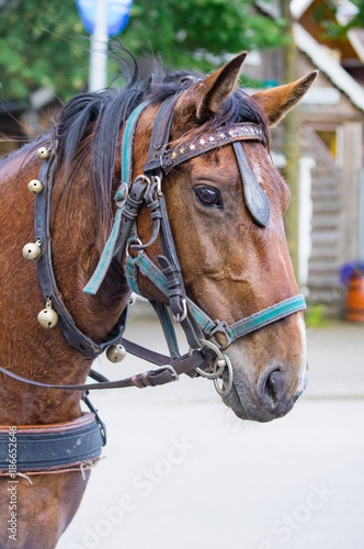 Portrait of horse with leather harness