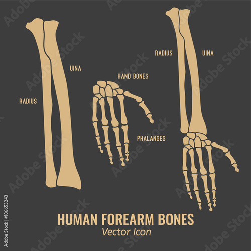 Human forearm bones icons