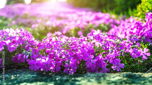 Flower with sunlight in spring. Nature background in spring.