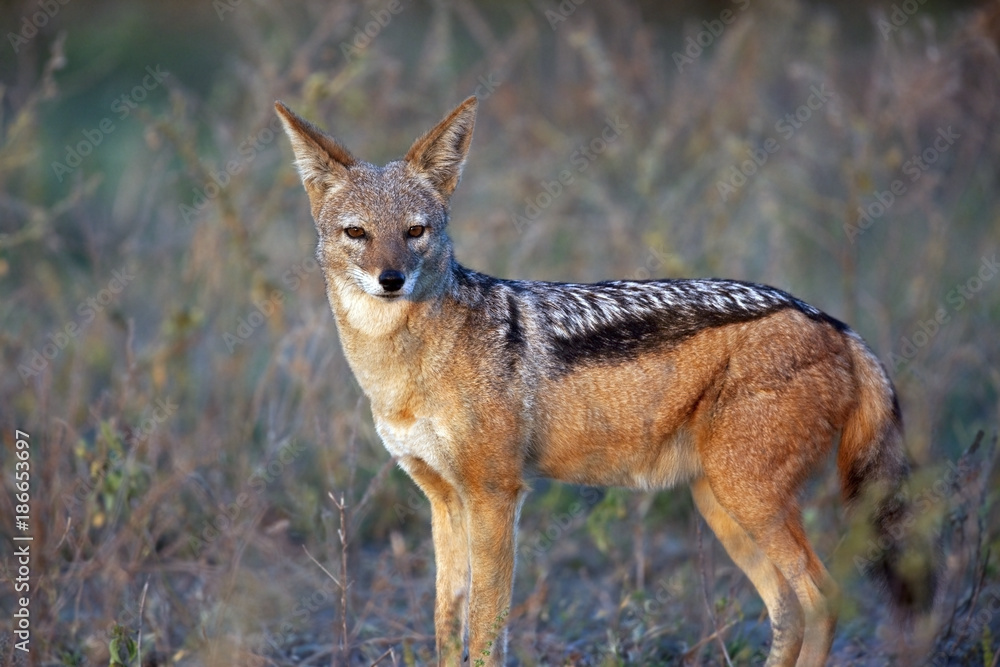 Black Backed Jackal - Chobe National Park - Botswana Black Backed Jackal - Chobe National Park - Botswana