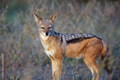 Black Backed Jackal - Chobe National Park - Botswana