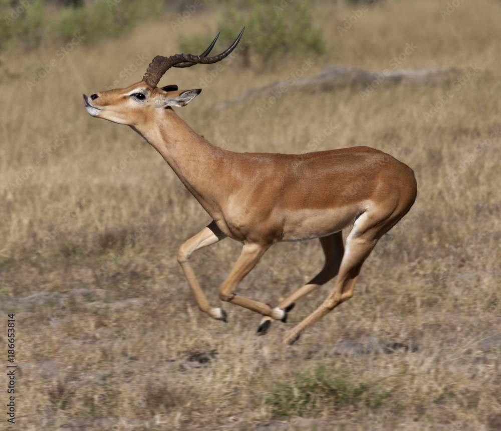 Impala - Savuti region of Botswana Impala - Savuti region of Botswana