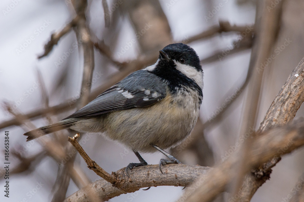 Fototapeta premium Coal Tit ( Periparus Ater ) on the branch. Selective focus