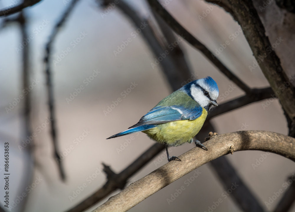 Blue tit (Parus caeruleus)resting on tree branch