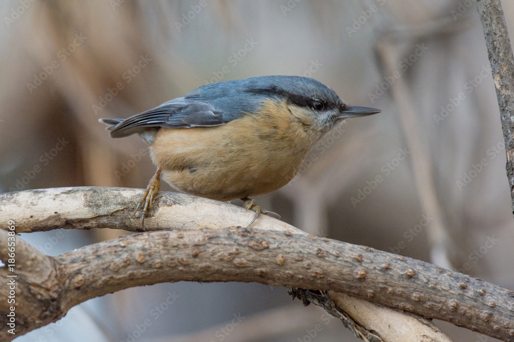 European nuthatch (Sitta europaea) on a tree bark European nuthatch (Sitta europaea) on a tree bark