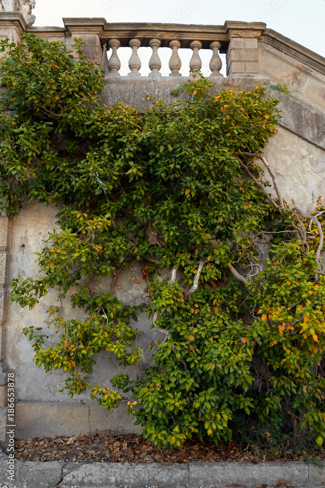 Fototapeta premium Ivy texture. Ivy hedge background. Ivyberry backdrop. Ivy wallpaper. Ivyberry backround image. Ivy wall.