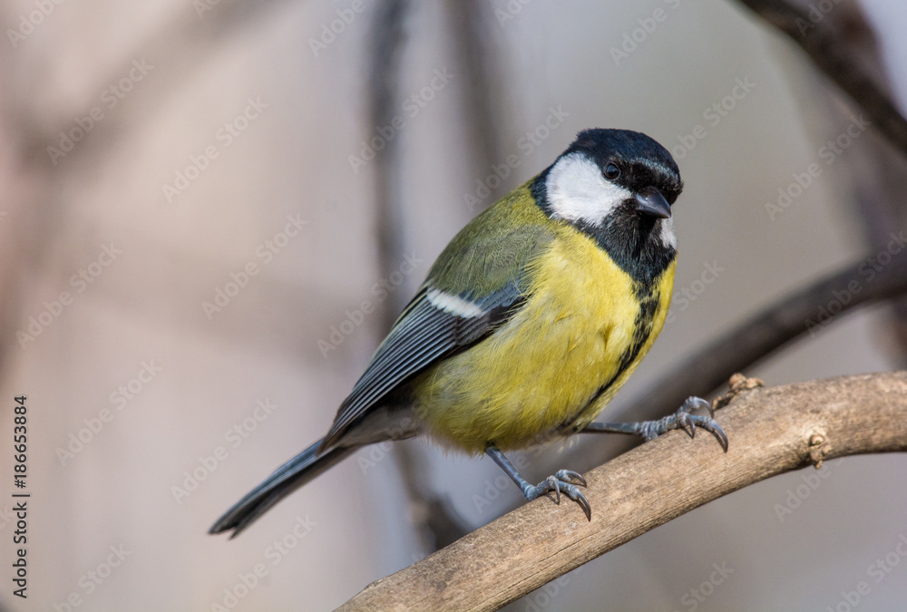 Cute Great tit (Parus major) bird in yellow black color sitting on tree branch Cute Great tit (Parus major) bird in yellow black color sitting on tree branch