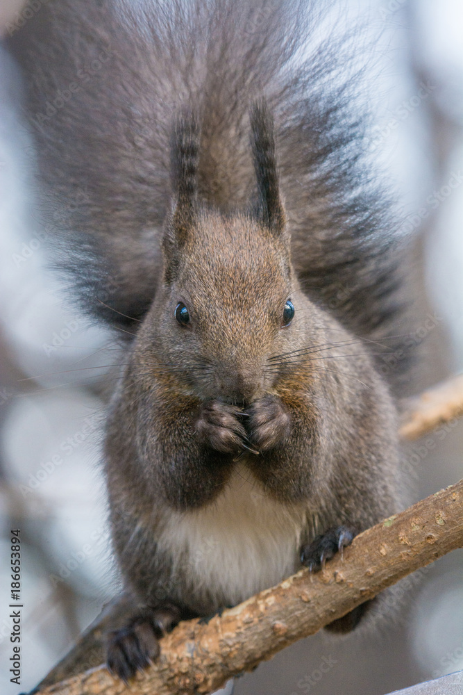 Eastern gray squirrel (Sciurus carolinensis) eating on tree trunk. Selective focus Eastern gray squirrel (Sciurus carolinensis) eating on tree trunk. Selective focus