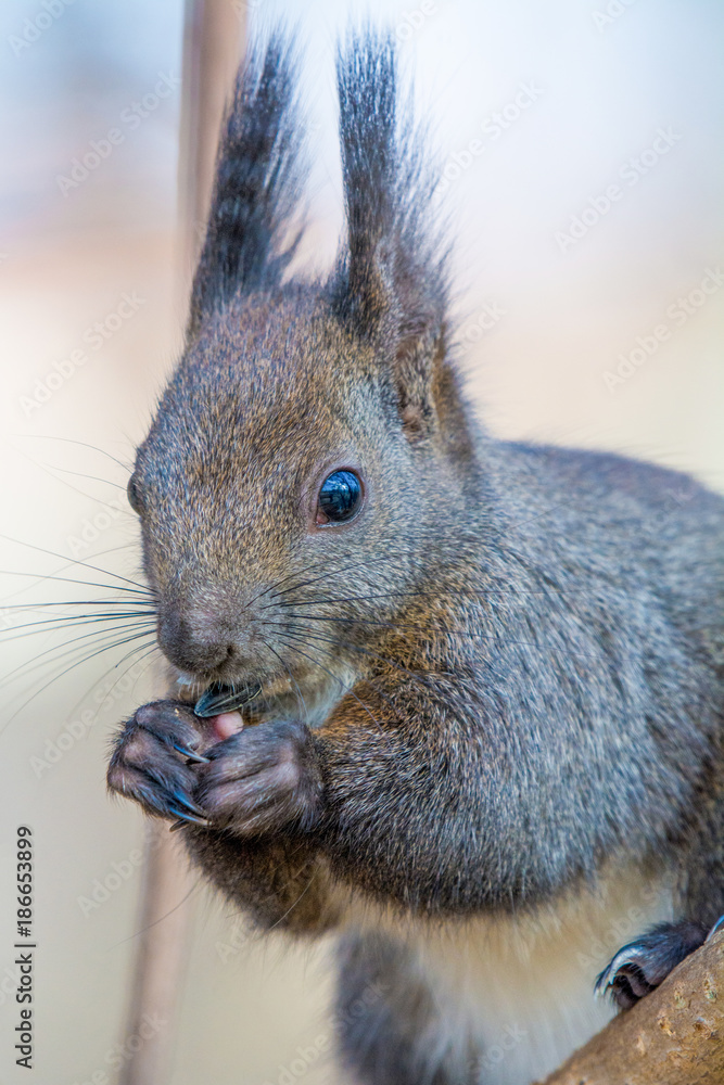 Fototapeta premium Eastern gray squirrel (Sciurus carolinensis) eating on tree trunk. Selective focus