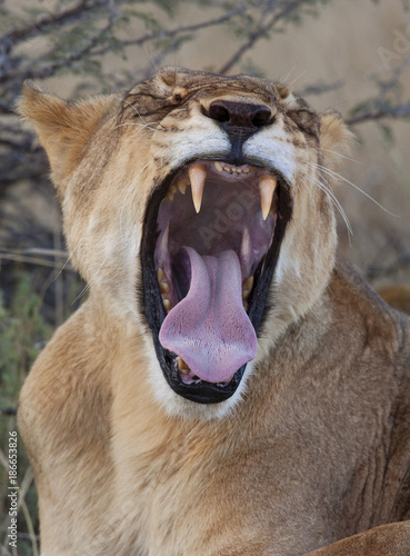 Lioness - Savuti region of Botswana