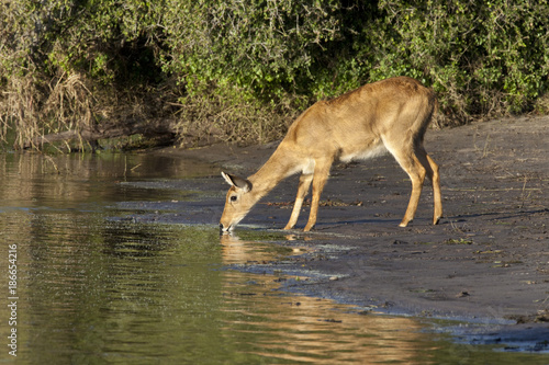 Puku Antelope - Botswana