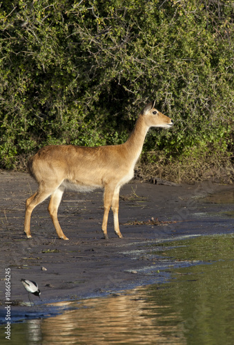 Puku Antelope © mrallen