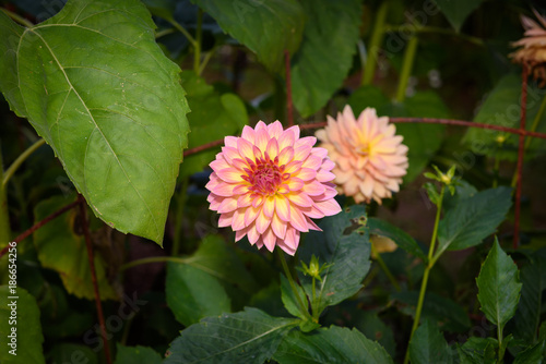 Fototapeta Naklejka Na Ścianę i Meble -  Dahlia flowers in garden full bloom