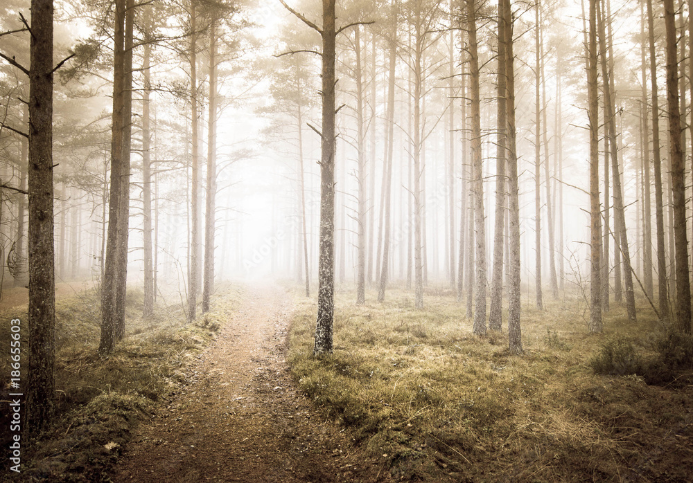 Misty forest and mysterious landscape Misty forest and mysterious landscape