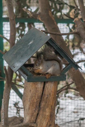 squirrel in feeding house in winter