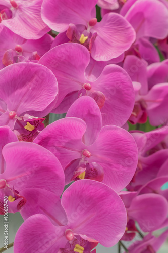 artificial orchid flower background