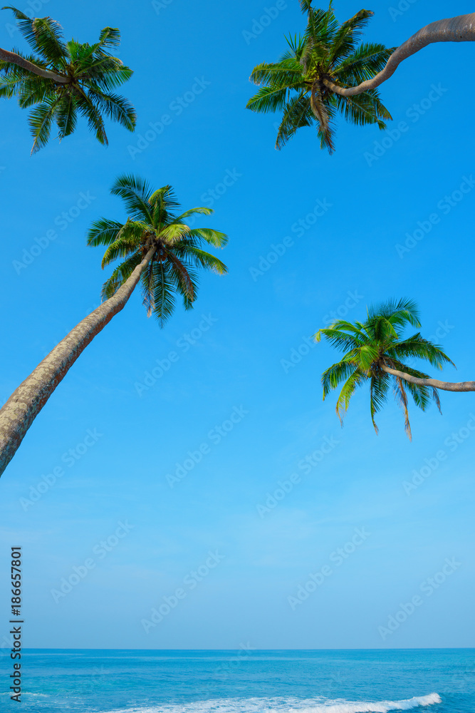 Naklejka premium Idylic ocean beach with hanging palm trees at tropical island