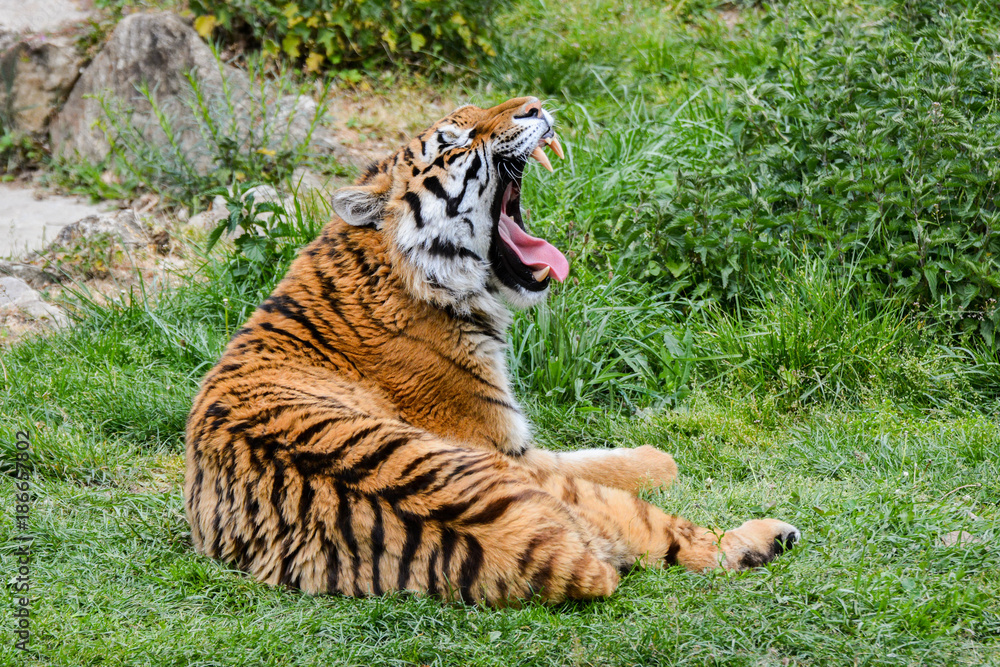 Obraz premium Tigre de Siberie