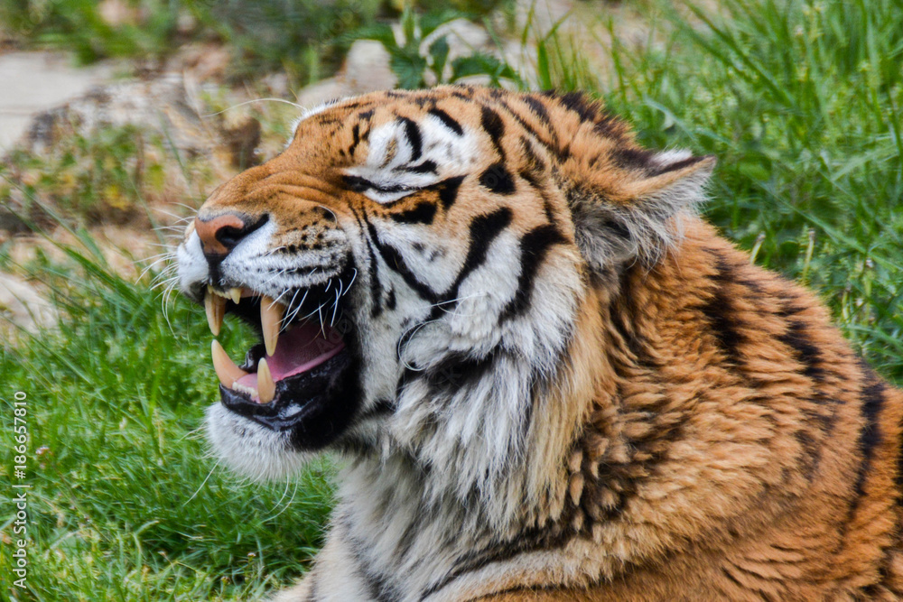 Obraz premium Tigre de Siberie