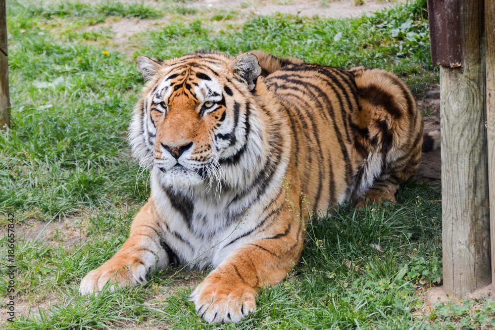 Tigre de Siberie Tigre de Siberie