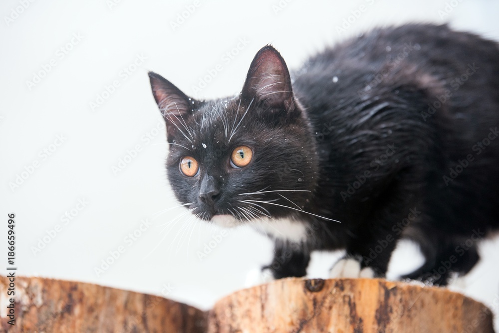 Black cat on the snow.