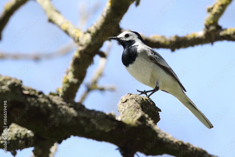 wagtail sitting on a tree branch. ukraine. 2017. wagtail bird sits on tree branch and sings over cloudless blue sky in spring
