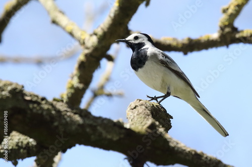 wagtail sitting on a tree branch. ukraine. 2017. wagtail bird sits on tree branch and sings over cloudless blue sky in spring