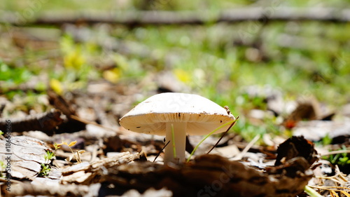 mushroom © Murat