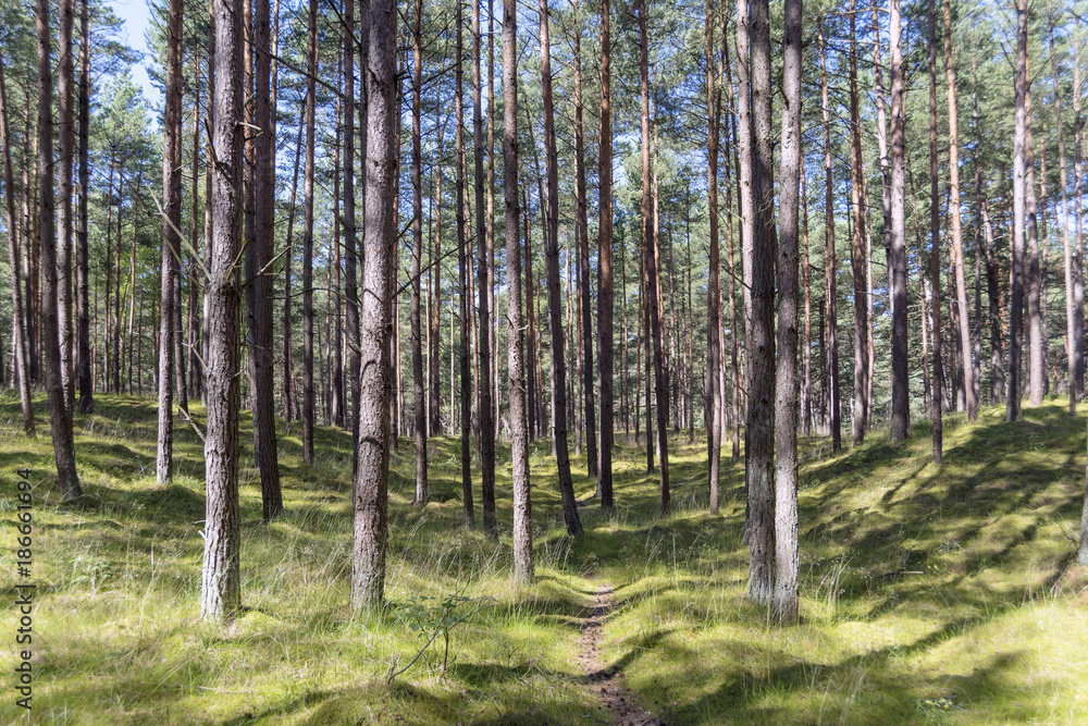 pine forest by summer pine forest by summer