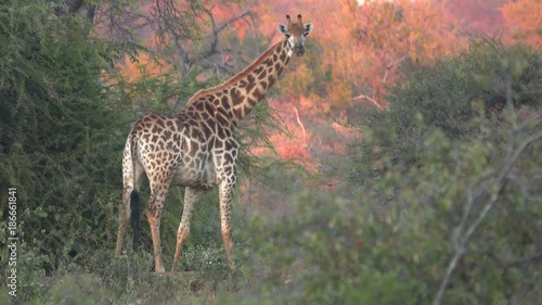 Dramatic sunset light beind a Giraffe photo