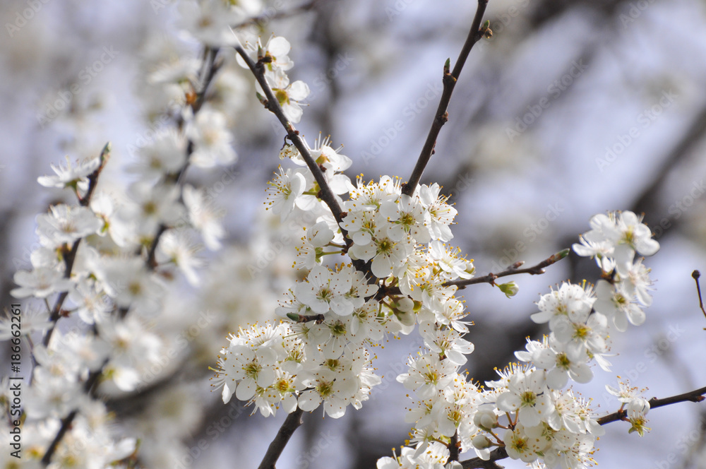 Plum branches in full bloom Blooming tree in spring Plum branches in full bloom Blooming tree in spring