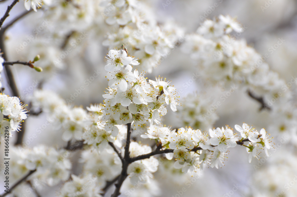 Plum branches in full bloom Blooming tree in spring Plum branches in full bloom Blooming tree in spring