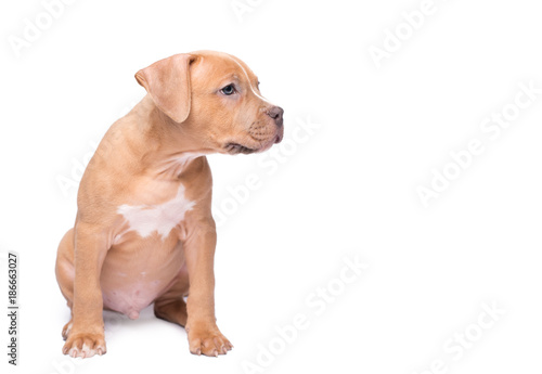 American staffordshire terrier isolated on white © SasaStock